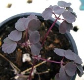 Thalictrum-Ghent-Ebony-1-copy-scaled — копия (2)